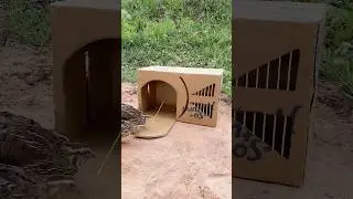 Create Easy Bird Trap # Simple Quail Trap #shorts