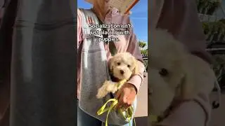 Socializing a 9-week old puppy #socialization #puppy #dogtraining #puppytraining #positivetraining