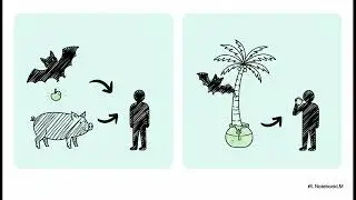 Nipah Virus  The Bat Borne Brain Invader