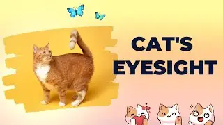 Cat's Eyesight