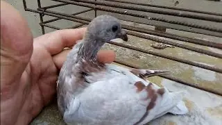 El pigmento nos da mucha información. ℹ️. palomos deportivos 👍cullera.. Valencia