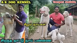 Dog Kennel India | சீறும் நாய்கள்,Chippiparai,Kanni Dog's | eagletwist