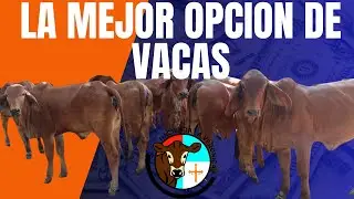 7 VENTAJAS CLARAS USANDO BRAHMAN