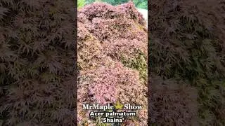 Acer palmatum 'Shaina' Japanese Maple At MrMaple.com