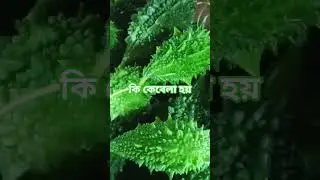 #virelshorts #virelyoutube #bitter_gourd