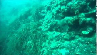 Unknown marine species