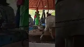 Bull driven oil #traditional #agriculture #Jebaselvan #udupi #healthy