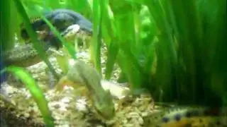 Broken Striped Newt Courtship