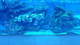 Major Zabih is live from Dubai Mall, Burj khalifa- Dubai
