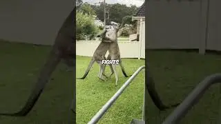 The Supercharged Kangaroo You Need to See! 😱 #shorts