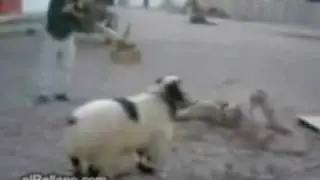 Soldier vs goat - funny