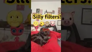 Roman, Olivia and Lilly with silly filters #funny #shorts #tiktok #humor #relatable #dog #momlife