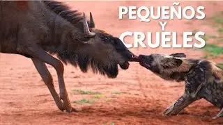 &Aacute;FRICA - La Lucha por la Vida de los Peque&ntilde;os Guerreros de la Sabana | Documental