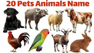 20 Pet and Domestic Animals for Kids | Learn Animals Name in English | Educational Video
