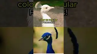 WHITE Peacocks Are NOT Albino!🦚⚪🦚⚪#animals #animalfacts #shorts