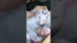 Cat Purring: The Most Relaxing ASMR Ever🙂&zwj;↕️ #catshorts #catasmr #asmr #cat #purring #catpurring