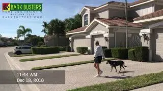 Bark Busters Home Dog Training