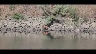 Endangered Red Fox in California