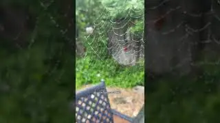 ✨Glittering Spider Art✨ #gardening #spiders #spiderweb #gardenspider #glitter #jewels #dewdrops