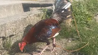#chicken #hen #rooster #manok #jlcbackyard #youtubeshorts #shorts #breeder #backyardpoultryfarming