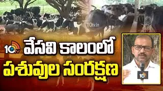 Cattle Care in Summer : Tips and Precautions | వేసవి కాలంలో పశువుల సంరక్షణ | Matti Manishi | 10TV