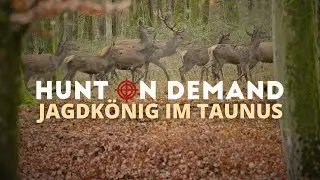 Jagdk&ouml;nig im Taunus 🦌 von @wildhuntblackforest4494