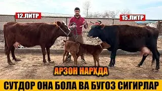 СУТДОР ОНА БОЛА ВА БУГОЗ СИГИРЛАР АРЗОН НАРХДА 29-12-2025