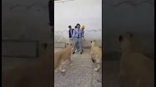 lions plays and attack pgc students #lionking #lionlover #lionplays  #lionattack #lionfight #lionkid