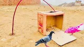How To Make A Birds Catching Traps With New Techniques | @MsBirdTraps |