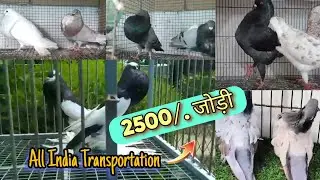 Cheapest price farm in India - Gaditano pouter pigeon - magpie pouter pigeon - Spanish careera-pets