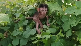 Found Poor baby monkey abandoned 🥺😭 #monkey #babymonkey #scaredmonkey #animals 