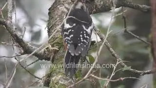A Rufous-bellied Woodpecker taps a tree trunk, searching for insects in the Mussoorie forest