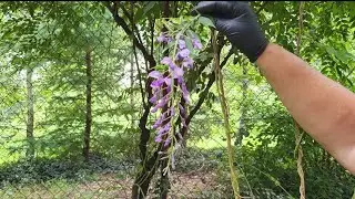 Glicynia - wisterja , jak ją trzymać w ryzach, by się nie rozrastała bezpańsko