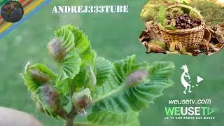 Il castagno - Introduzione teorica all'innesto del castagno (parte 1 di 5) - Tecniche di innesto