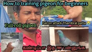 How to training pigeon || Falcon attact || #petsworld #best #pigeon #love