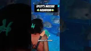 Disney has an AQUARIUM? It&rsquo;s massive! #epcot #epcotseabase