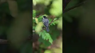 Cinereous tit #cinereoustit #catch #food #hunting #birds #birdslife #trending #follow #nature #4k