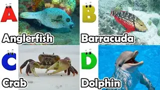 Alphabet Song with Sea Animals | ABC Learning Video for Preschool Kids | Koko Study Class