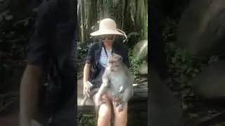 Feeding Monkey Experience