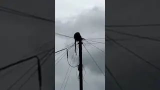 Relaxing Moments Of Lonely Wild Monkey