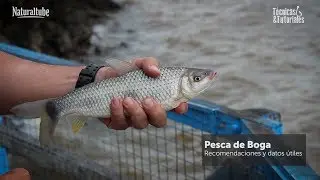 Boga - Recomendaciones para su pesca. Especial de Técnicas y tutoriales