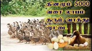 நாட்டு வாத்து வளர்ப்பு முறை  | Vathu Valarpu Murai | Duck Farm | Vathu Pannai