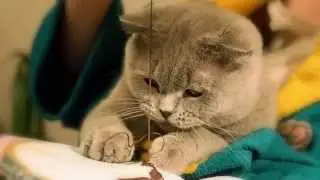 5 НЕОБЫЧНЫХ ПОРОД КОШЕК