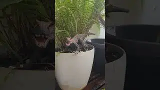What's the word for an adult who doesn't have dinosaur toys in their balcony...