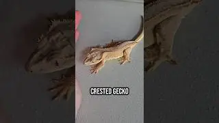 Вы когда-нибудь видели, как хохлатый геккон меняет цвет?