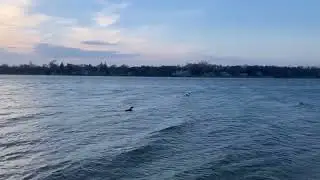 Common Loon