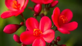 Most beautiful tropical flowers | #flowers #tropical #red