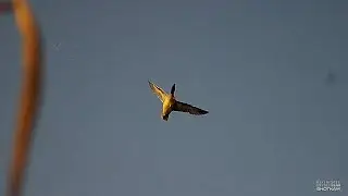Best of ShotKam 2020-2021 Duck Season