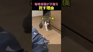 ❤️400万❤️母猫が子猫を飼い主に連れてくる理由