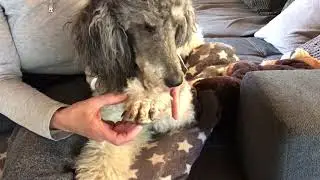 Hunde lieben Tellington TTouch – für mehr Heilung und Gesundheit und ganz viel Doglove